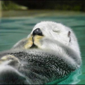 Meet your Posher, Dark